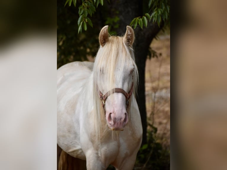 Gypsy Horse Stallion 3 years 14 hh Perlino in East Canton