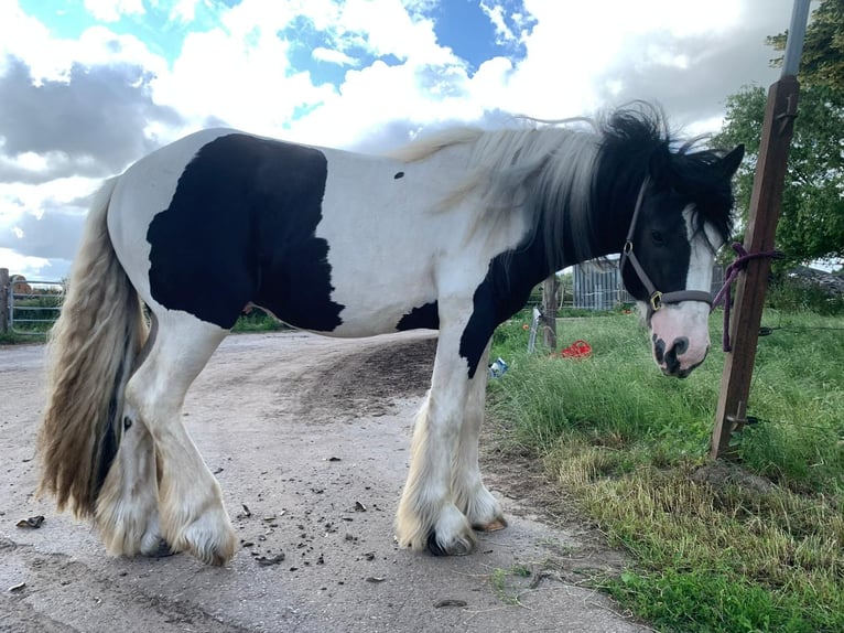 Gypsy Horse Stallion 3 years 15,1 hh Pinto in Bollewick