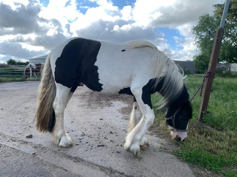 Gypsy Horse Stallion 3 years 15,1 hh Pinto in Bollewick