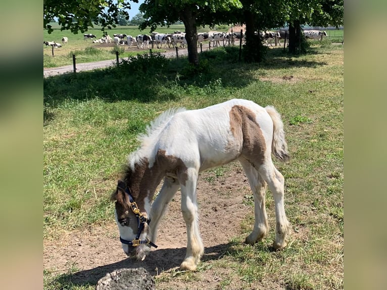 Gypsy Horse Stallion 3 years 15,1 hh Pinto in Bollewick