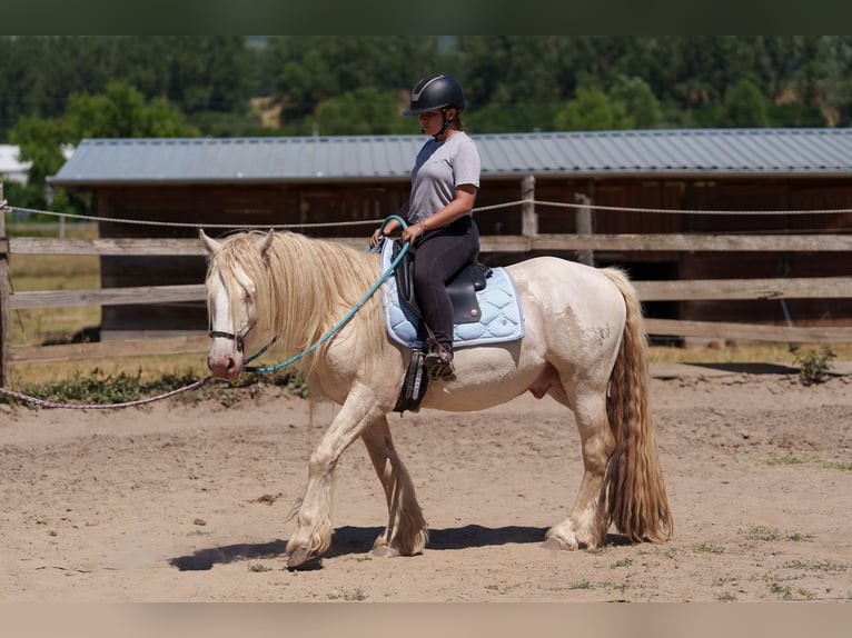 Gypsy Horse Stallion 4 years 13,3 hh Perlino in Dorog