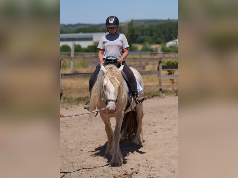 Gypsy Horse Stallion 4 years 13,3 hh Perlino in Dorog
