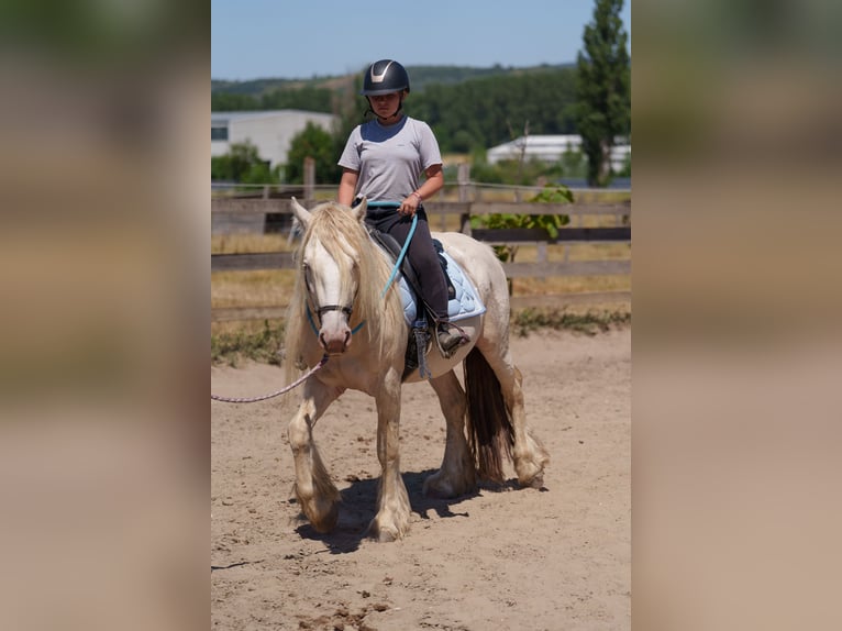 Gypsy Horse Stallion 4 years 13,3 hh Perlino in Dorog
