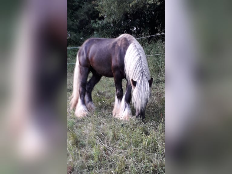 Gypsy Horse Stallion 4 years 14,1 hh Chestnut in Klosterneuburg