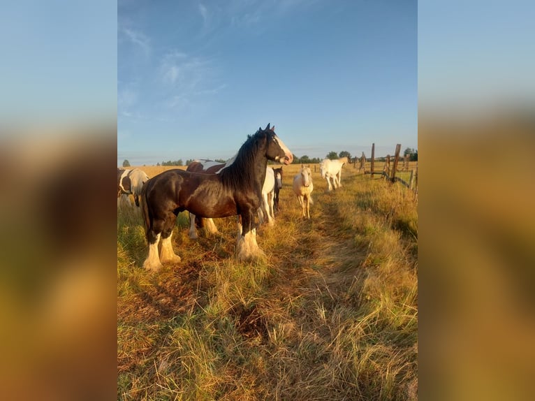 Gypsy Horse Stallion 4 years 14,1 hh Sabino in Wlen