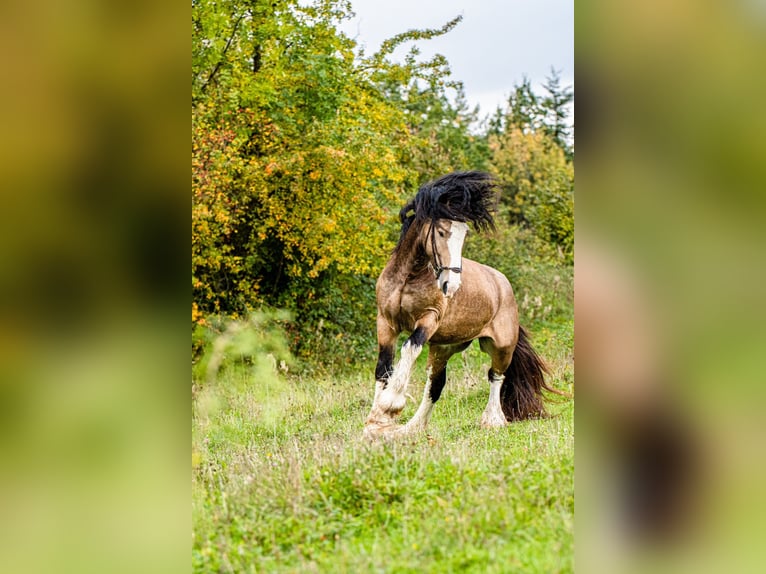 Gypsy Horse Stallion 4 years 14,2 hh Buckskin in Radzionków