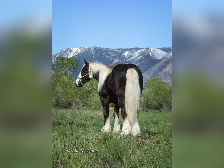 Gypsy Horse Stallion 4 years 14,2 hh in Cody, WY