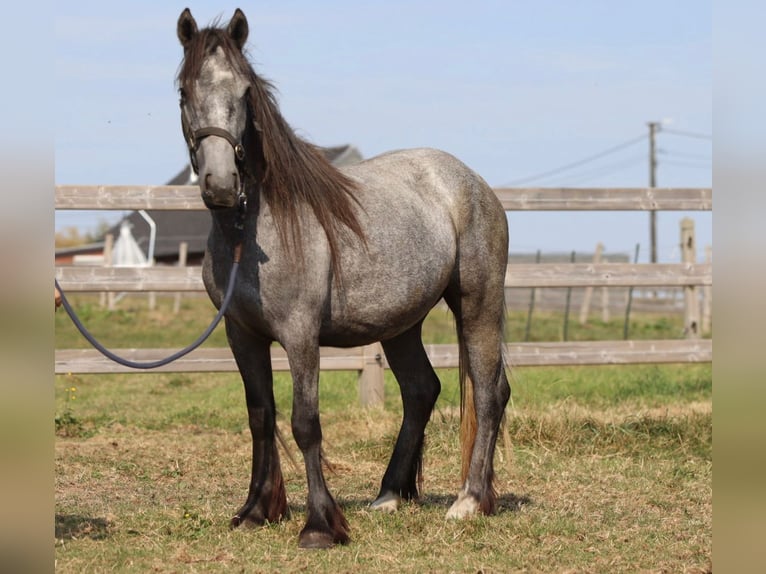 Gypsy Horse Stallion 5 years 11,3 hh Can be white in Bogaarden