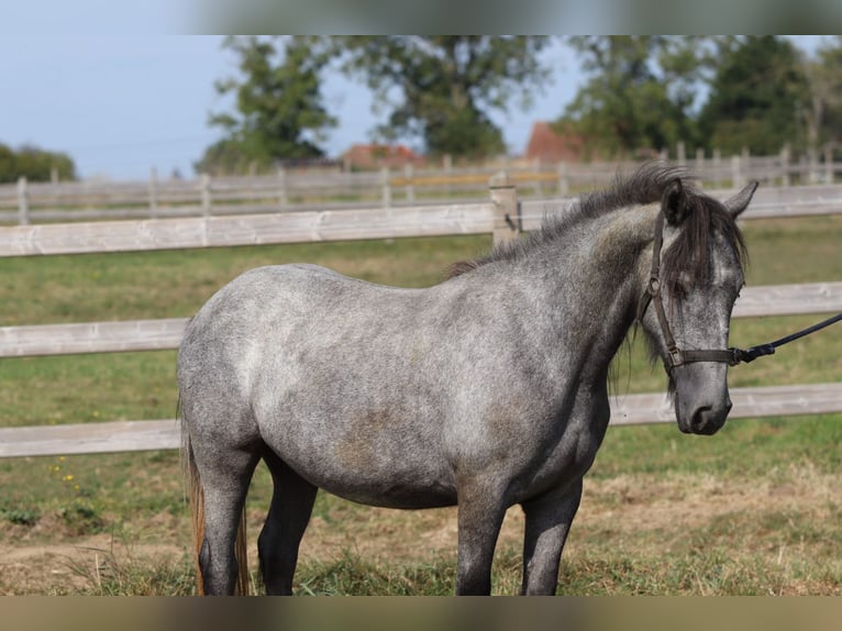 Gypsy Horse Stallion 5 years 11,3 hh Can be white in Bogaarden