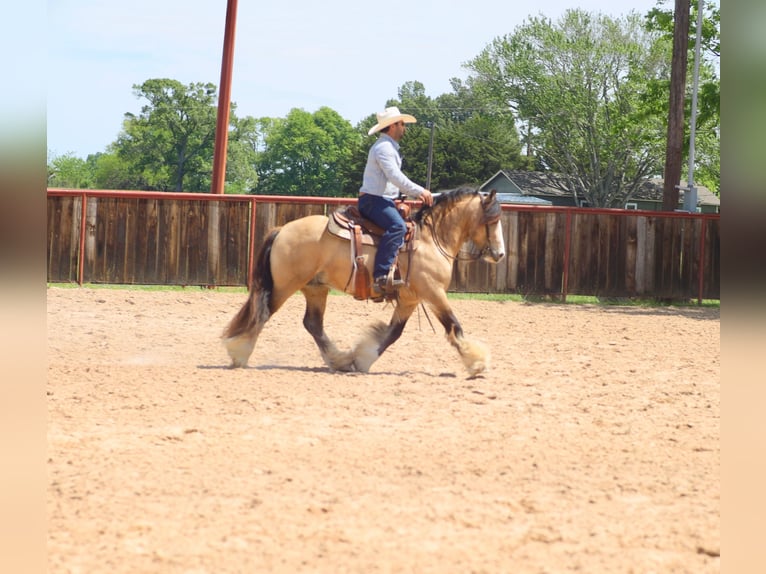 Gypsy Horse Stallion 5 years 13.3 hh Buckskin in Grand Saline
