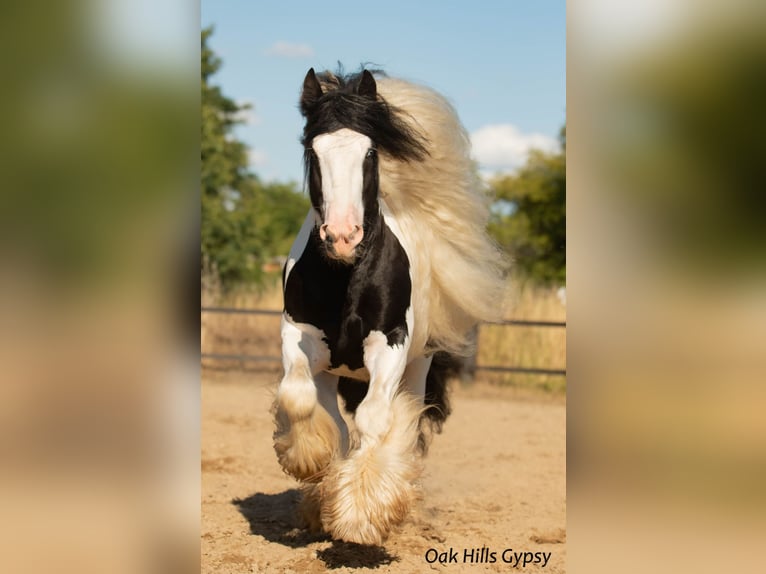 Gypsy Horse Stallion 5 years 14,3 hh Tobiano-all-colors in Møldrup