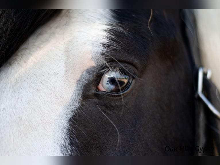 Gypsy Horse Stallion 5 years 14,3 hh Tobiano-all-colors in Møldrup