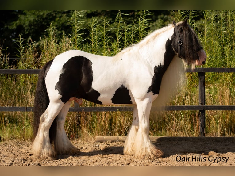 Gypsy Horse Stallion 5 years 14,3 hh Tobiano-all-colors in Møldrup