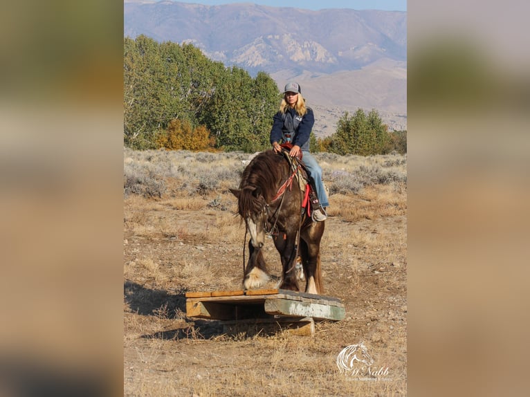 Gypsy Horse Stallion 5 years 14 hh Buckskin in Cody