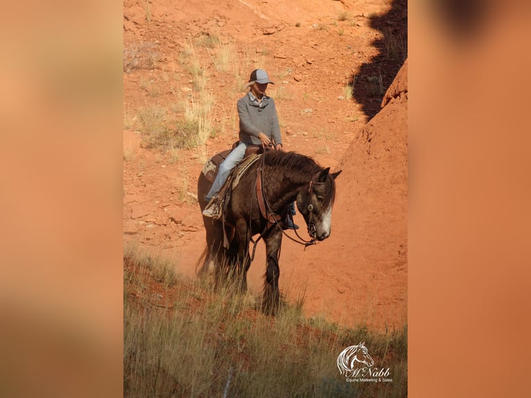 Gypsy Horse Stallion 5 years 14 hh Buckskin in Cody