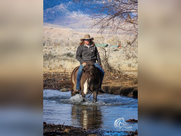 Gypsy Horse Stallion 5 years 14 hh Buckskin in Cody