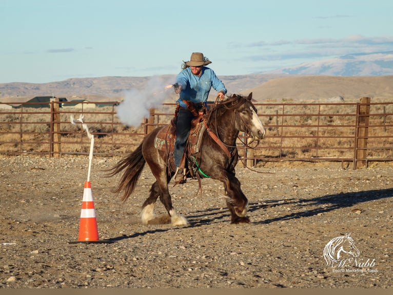 Gypsy Horse Stallion 5 years 14 hh Buckskin in Cody