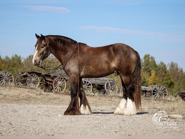 Gypsy Horse Stallion 5 years 14 hh Buckskin in Cody