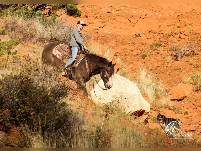 Gypsy Horse Stallion 5 years 14 hh Buckskin in Cody