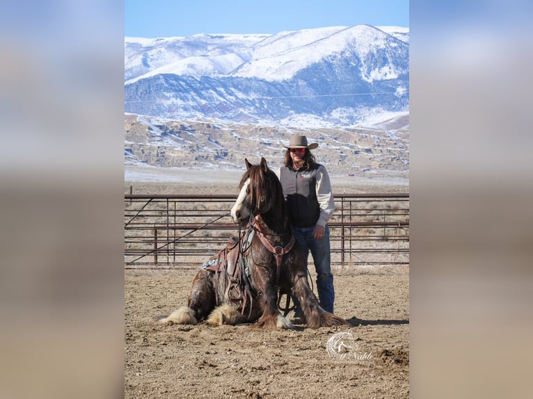 Gypsy Horse Stallion 5 years 14 hh Buckskin in Cody