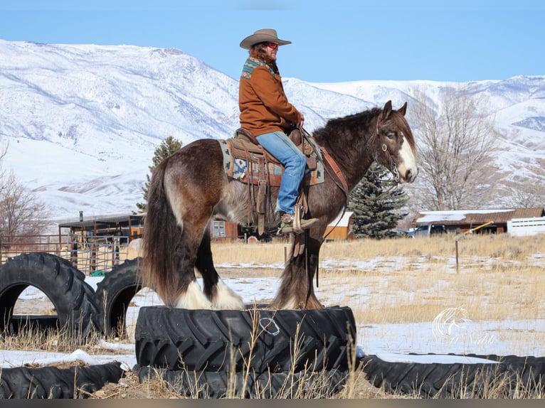 Gypsy Horse Stallion 5 years 14 hh Buckskin in Cody