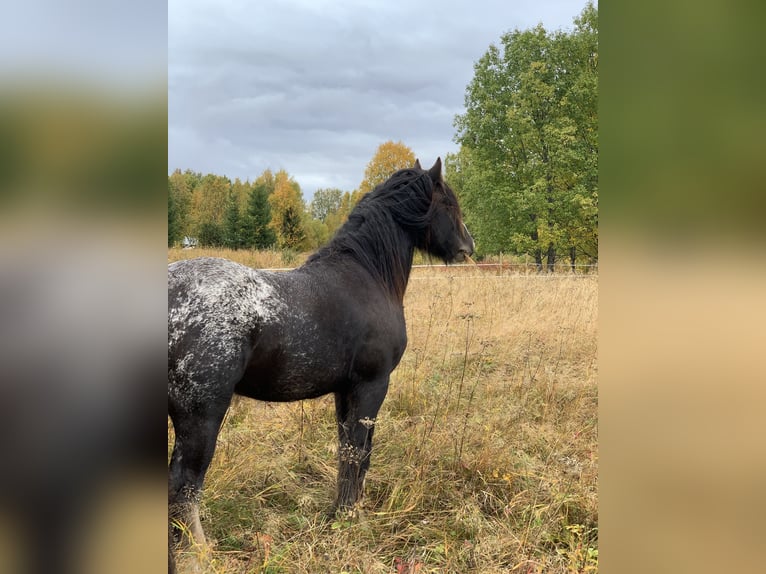 Gypsy Horse Stallion 5 years 14 hh Leopard-Piebald in Föllinge