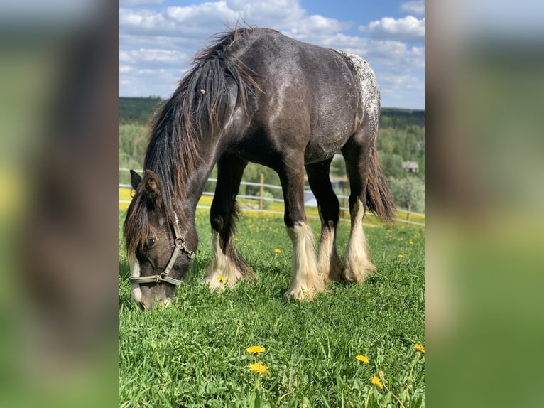Gypsy Horse Stallion 5 years 14 hh Leopard-Piebald in Föllinge