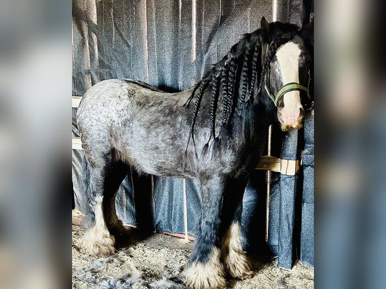 Gypsy Horse Stallion 5 years 14 hh Leopard-Piebald in Föllinge