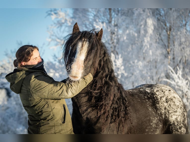 Gypsy Horse Stallion 5 years 14 hh Leopard-Piebald in Föllinge