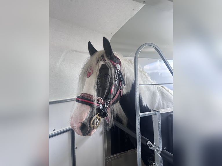 Gypsy Horse Stallion 5 years 15 hh Tobiano-all-colors in Killarney