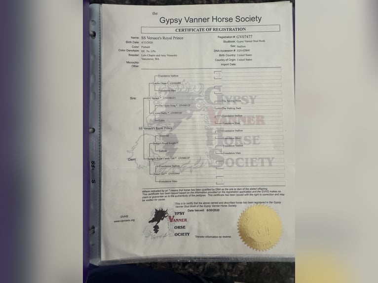 Gypsy Horse Stallion 5 years Leopard-Piebald in Bakersfield