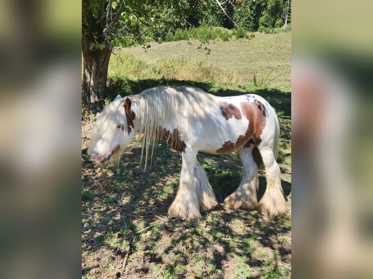 Gypsy Horse Stallion 6 years 12.1 hh Pinto in St. Gallen