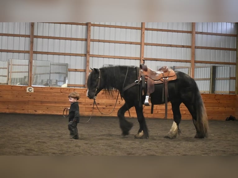 Gypsy Horse Stallion 6 years 14,1 hh Black in Rebersburg, PA