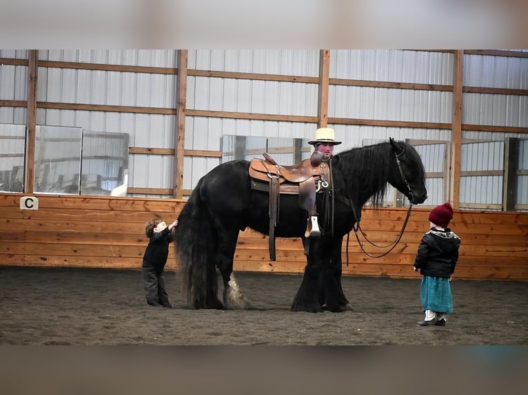 Gypsy Horse Stallion 6 years 14,1 hh Black in Rebersburg, PA
