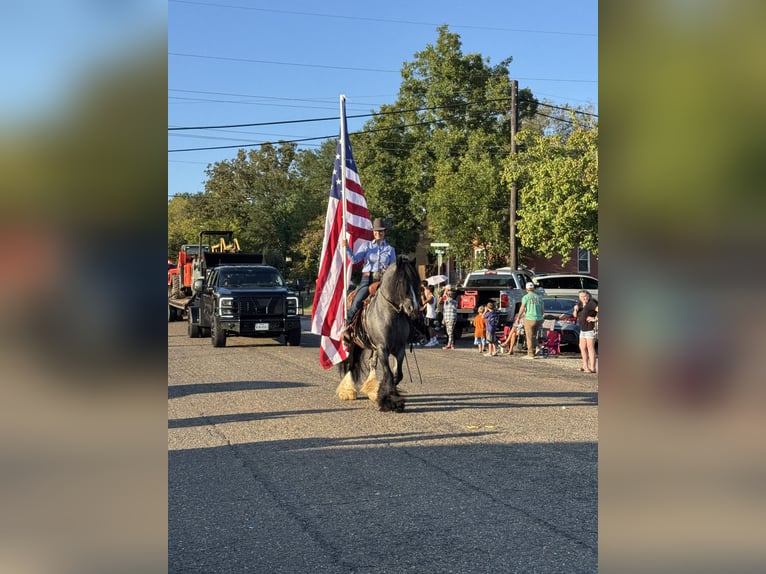 Gypsy Horse Stallion 6 years 14,3 hh Roan-Blue in Grand Saline