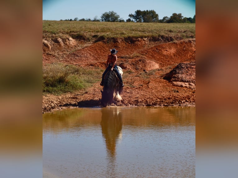 Gypsy Horse Stallion 6 years 14,3 hh Roan-Blue in Grand Saline