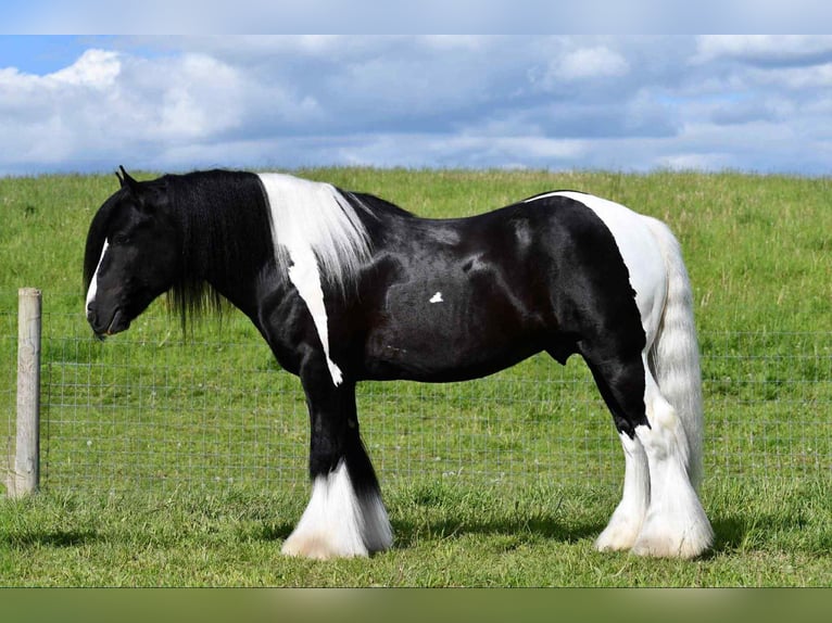 Gypsy Horse Stallion 6 years 14,3 hh in Rebersburg, PA