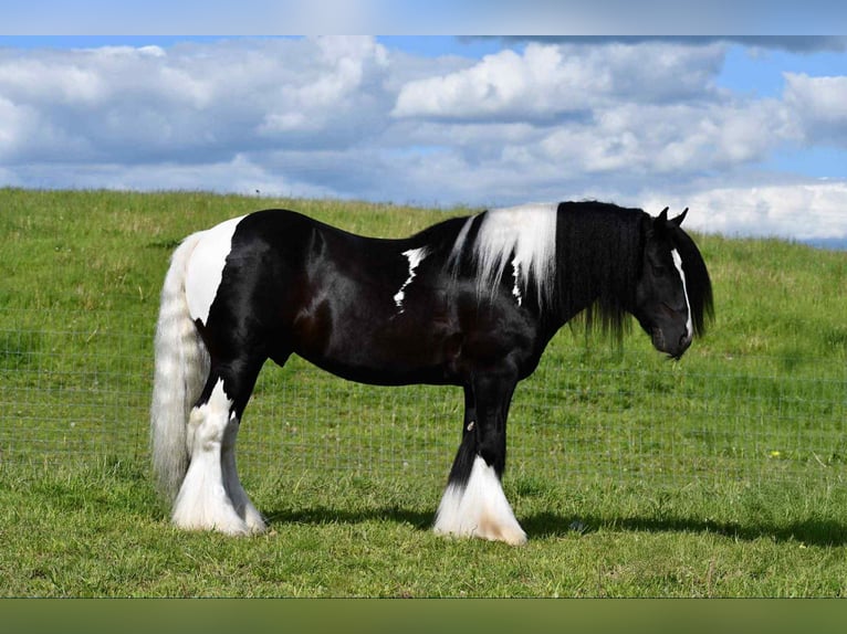 Gypsy Horse Stallion 6 years 14,3 hh in Rebersburg, PA