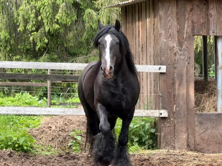 Gypsy Horse Stallion 6 years 15 hh Black in kohila