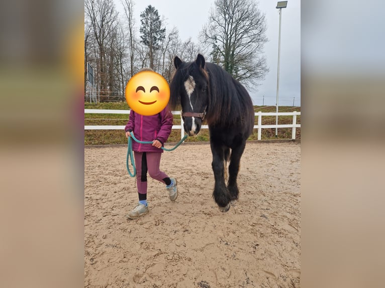 Gypsy Horse Mix Stallion 7 years 12,2 hh Black in Freiamt