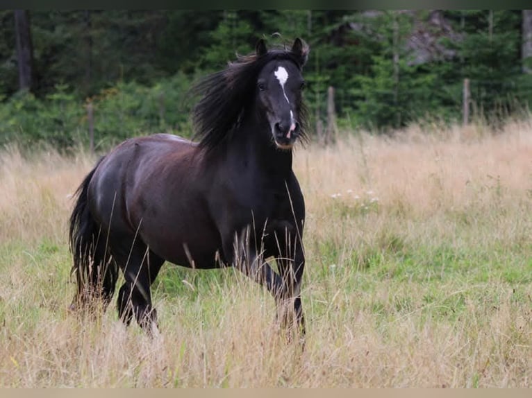 Gypsy Horse Mix Stallion 7 years 12,2 hh Black in Freiamt