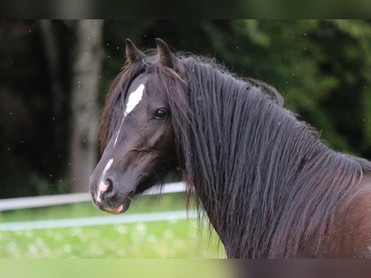 Gypsy Horse Mix Stallion 7 years 12,2 hh Black in Freiamt
