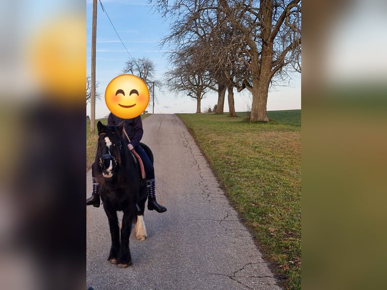 Gypsy Horse Mix Stallion 7 years 12,2 hh Black in Freiamt