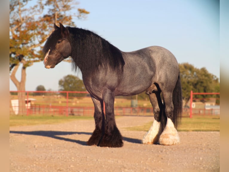 Gypsy Horse Stallion 7 years 14.3 hh Roan-Blue in Grand Saline
