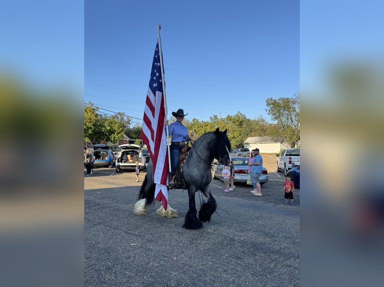 Gypsy Horse Stallion 7 years 14,3 hh Roan-Blue in Grand Saline