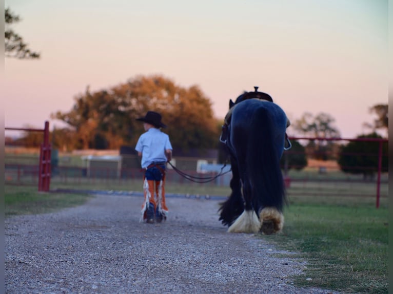 Gypsy Horse Stallion 7 years 14,3 hh Roan-Blue in Grand Saline
