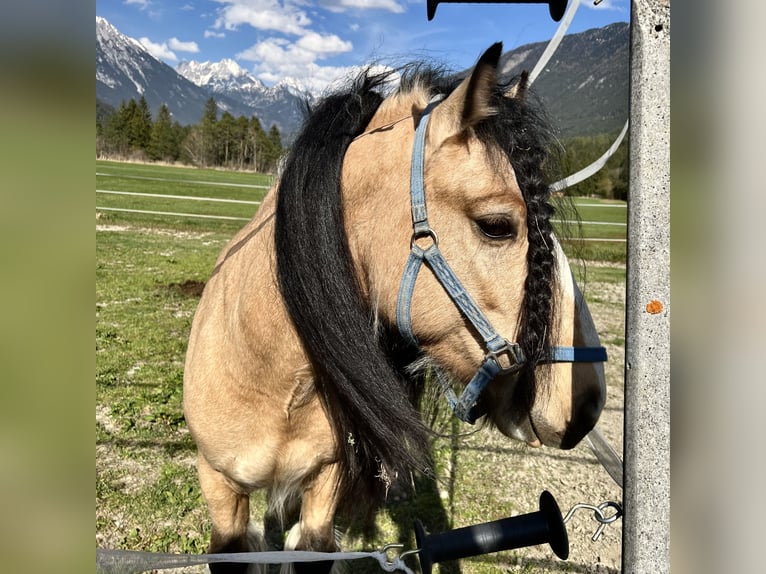 Gypsy Horse Stallion 8 years 13 hh Buckskin in Strad