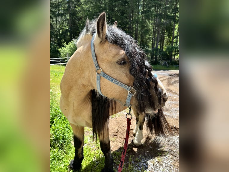 Gypsy Horse Stallion 8 years 13 hh Buckskin in Strad