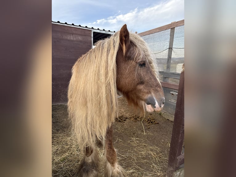 Gypsy Horse Stallion 8 years 13,2 hh in Wetzlar