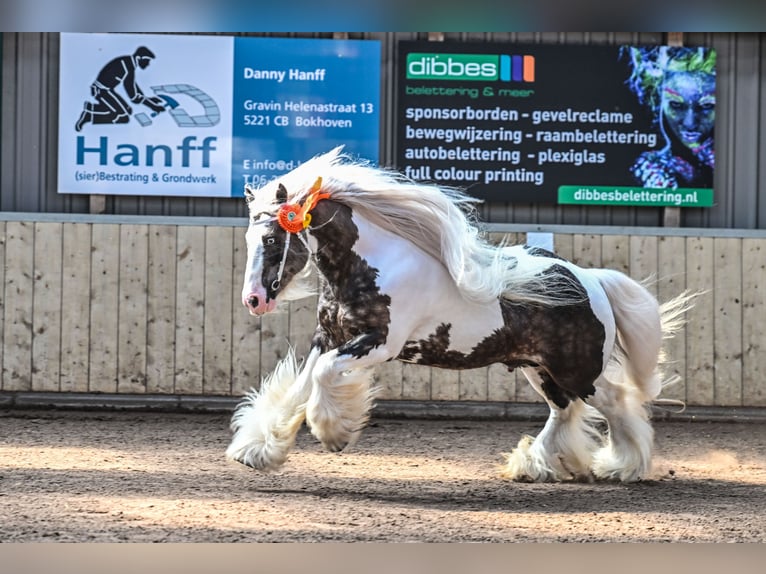 Gypsy Horse Stallion 8 years 14,2 hh Tobiano-all-colors in Biedenkopf